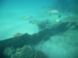 fish_at_middle_island_observatory