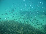 fish school middle island