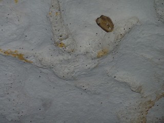 A Dinosaur Footprint in the Sandstone from Underneath